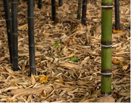 Will Bamboo Leave Compost? Find Out Here!